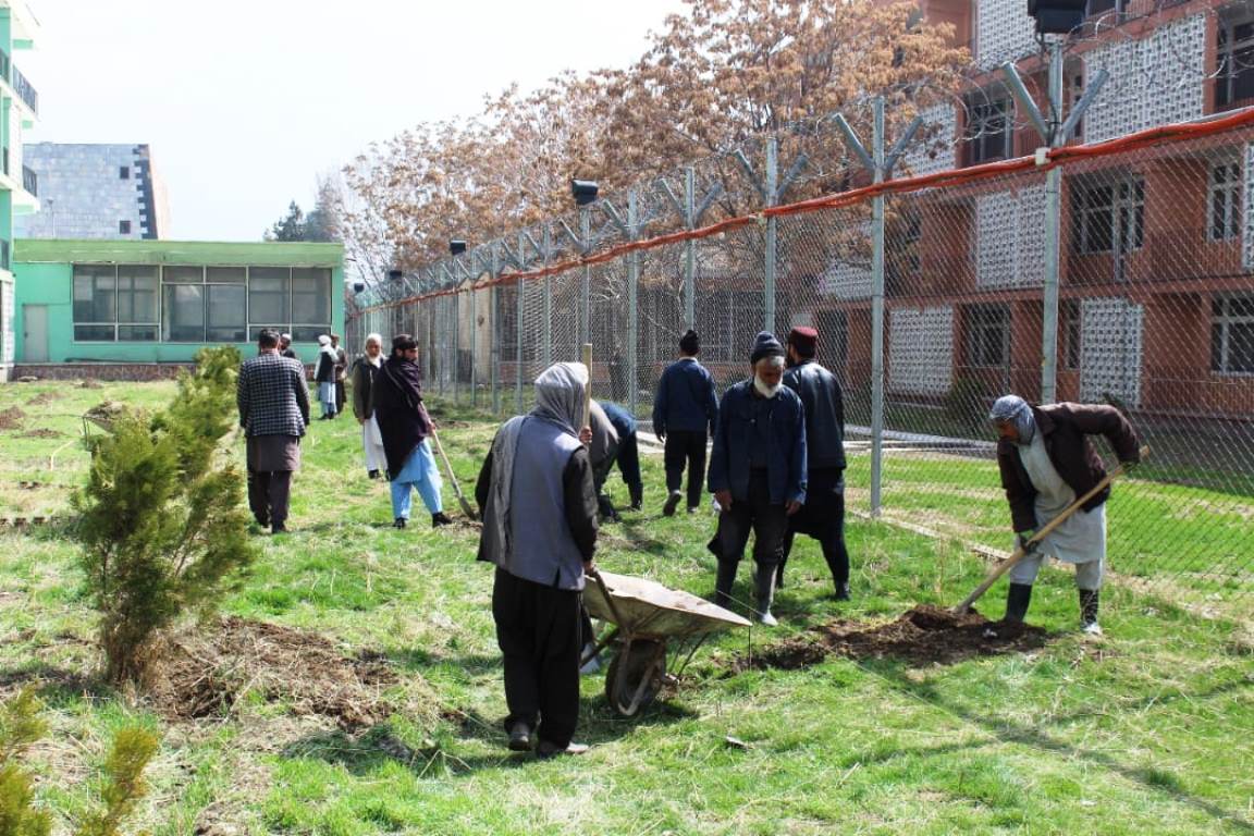 پروسه نهال شانی درختان مثمر و غیر مثمر در پوهنتون پولی تخنیک کابل آغاز یافت.